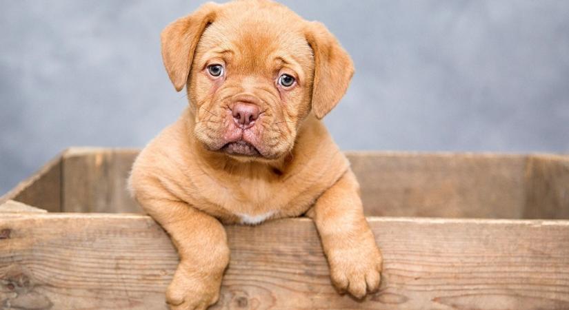 A bordói dog: hatalmas test, puha szív és egy állandóan morcos kifejezés