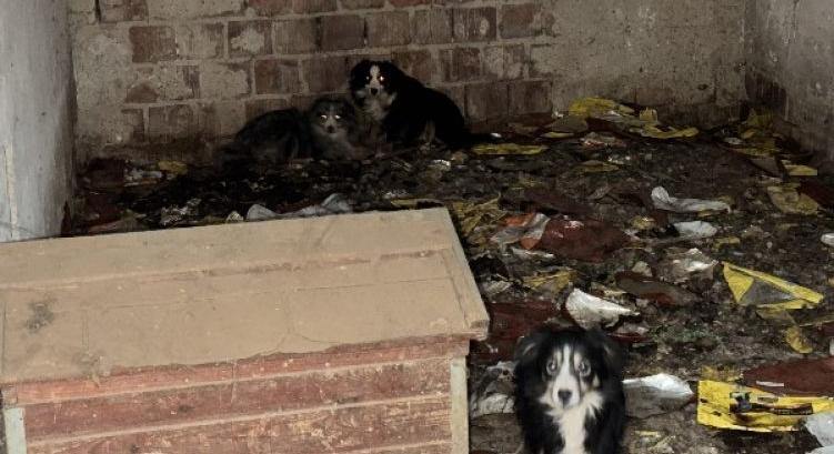 Vádat emelhetnek az osztrák állatszaporító ellen, akitől több mint kétszáz állati tetemek között tengődő kutyát és háziállatot vettek el