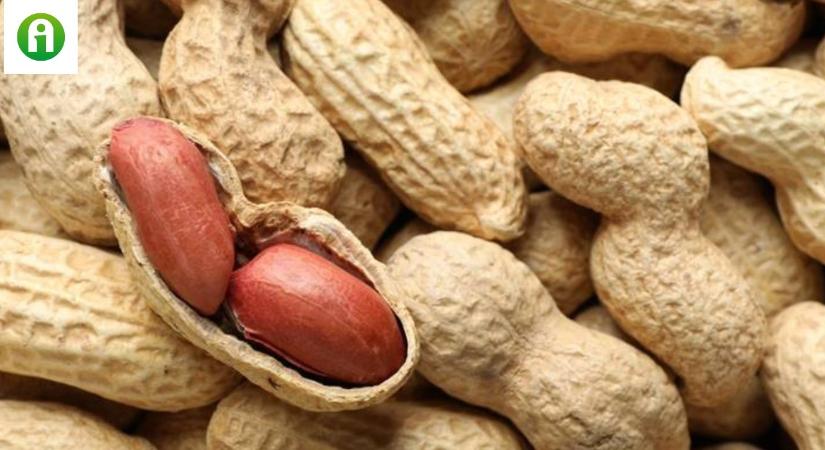 Reménysugár a mogyoróallergiásoknak – új kezelés a láthatáron