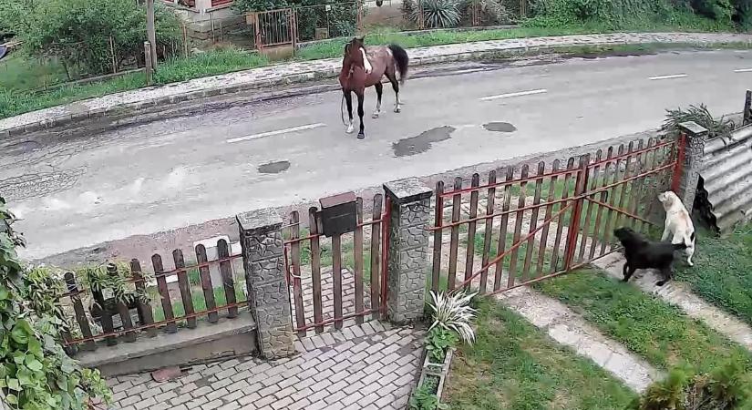 Házőrző kutyáktól kért útbaigazítást az úttesten kóborló ló (videóval)