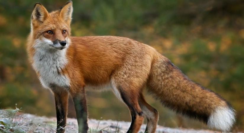 Rókakölyök érkezett a Budakeszi Vadasparkba