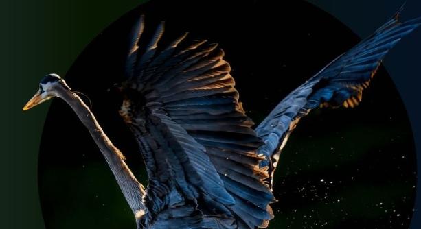 Több száz alkotás érkezik a Planet Lens Nemzetközi Természetfotó- és Filmfesztiválra