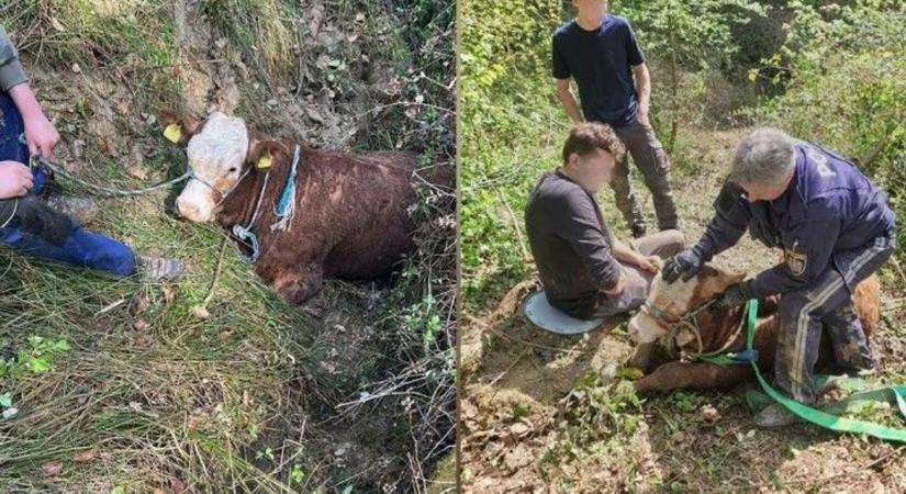 A sár és egy árok fogságából mentették a bikákat a járőrök - fotók