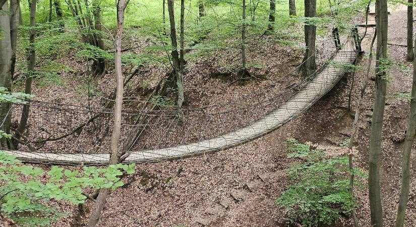Pallókon, függőhídon, ligeterdőben – séta a Gyadai tanösvényen