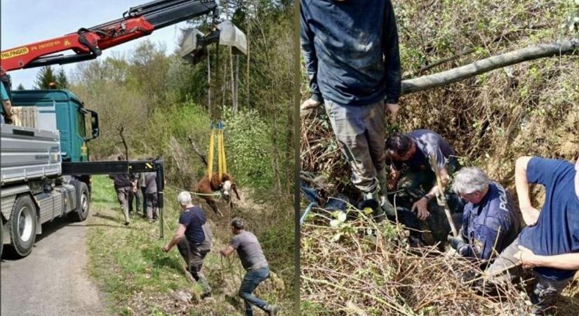 Rémült bikákat mentettek a hősies járőrök Burgenlandban - fotók