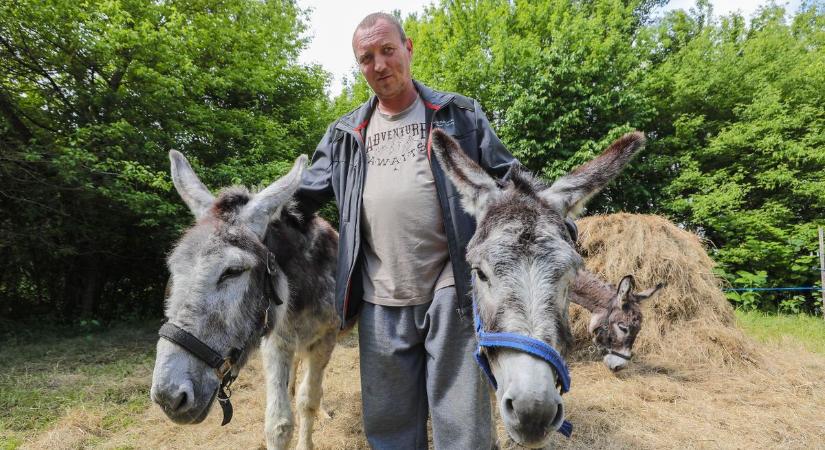 Költözik a szamárfarm - Győr-Moson-Sopronba érkeznek a csacsik - képgaléria, videók