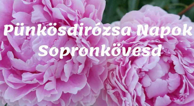 Pünkösdi Rózsa Napok 2025 Sopronkövesd