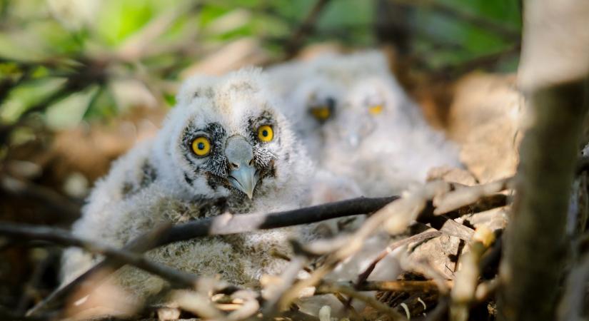 Felfoghatatlan kegyetlenség - gyerekek vertek agyon brutálisan egy bagolyfiókát Borsodban