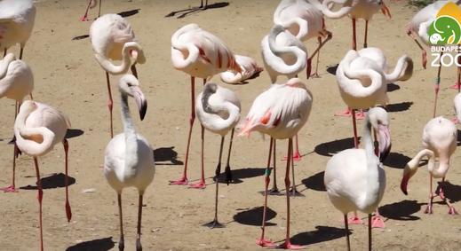 Drága a flamingók élete, oltási programot indult a magyarországi állatkertekben a madárinfluenza miatt