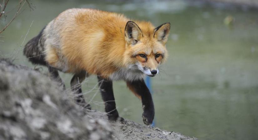 Halálos kórral fertőzhetnek a rókák