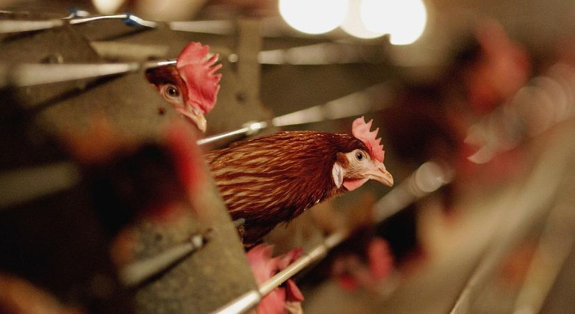 Luxus a hús? Egyre drágul a baromfi, és a marhahús ára is az egekbe szökött