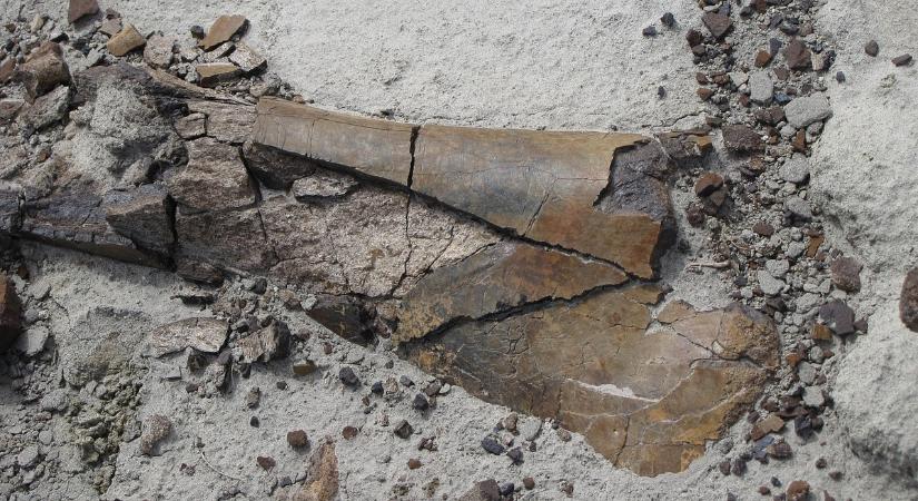 Bizonyítékokra bukkantak a tatárjárás kori brutalitásról
