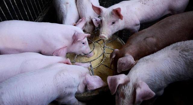 42 százalékkal esett vissza az élősertés behozatala