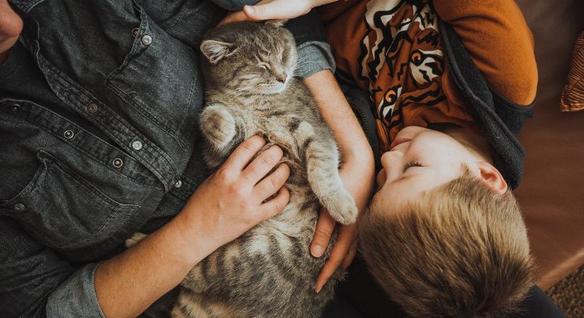 Ezeket a szabályokat tartsd be, hogy igazán felelős macskatartó lehess