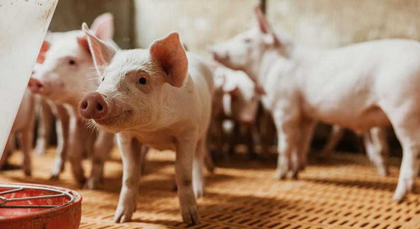 Száj- és körömfájás: fajsúlyos lépést tervez a kormány