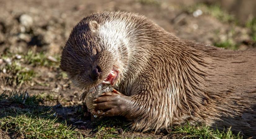 Fogamzásgátlót találtak a vidrákban – vizsgálják a Balaton rejtőzködő ragadozóit