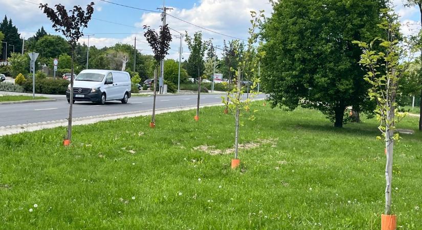 Faültetési program indul Sopronban - ezer új fát ültetnek el