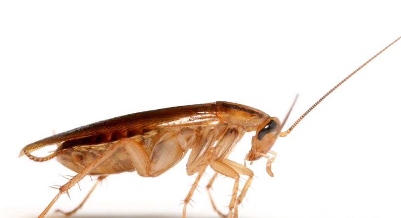 Ez az olcsó fűszernövény messzire űzi a csótányokat