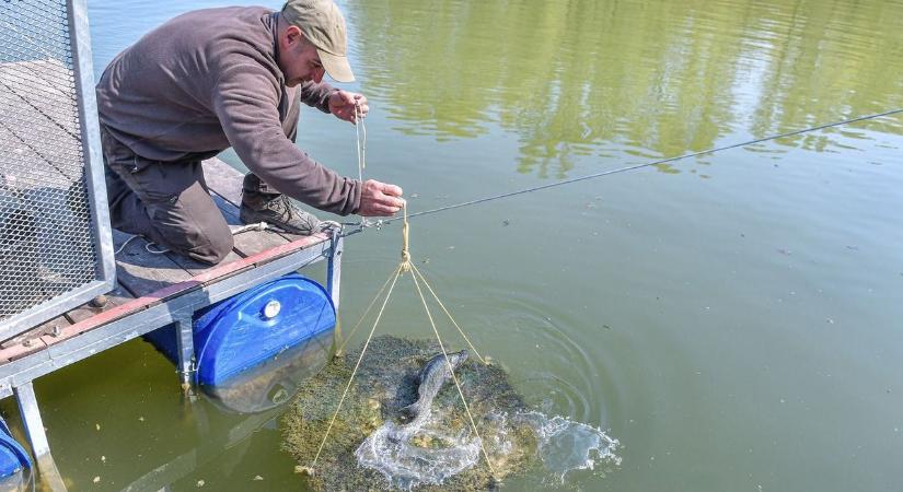 Húszkilós pontyot vitt volna haza a pecás a Balatonról, 437 ezres bírságot kapott