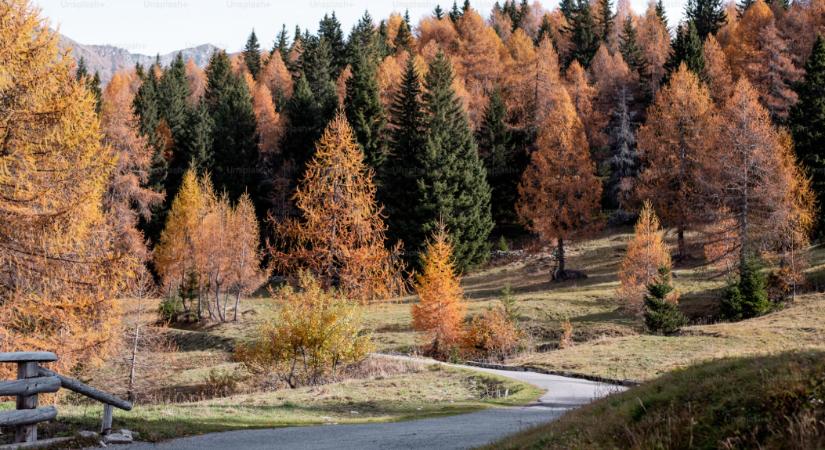 Pusztulnak fenyveseink a klímaváltozás végett