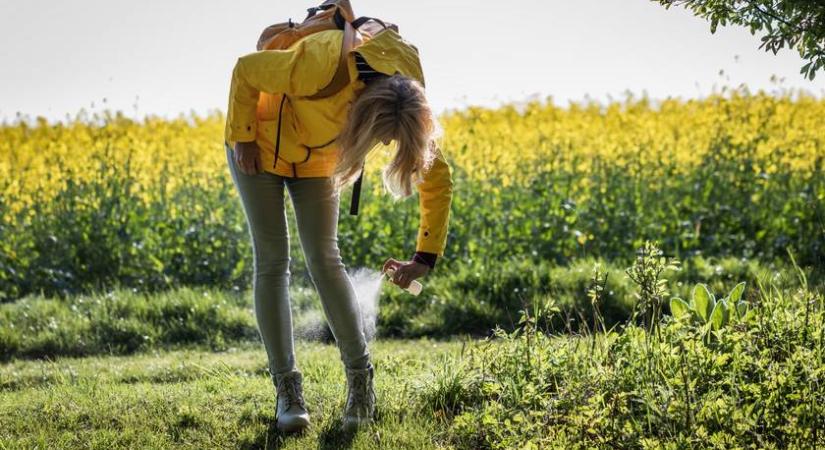 Ez az illat elűzi a kullancsokat: messziről elkerülnek, ha így védekezel ellenük