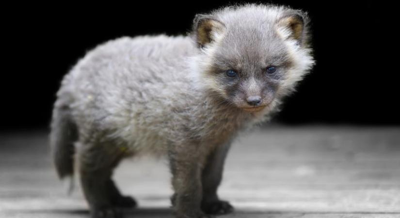 Rókakölyök érkezett a Budakeszi Vadasparkba