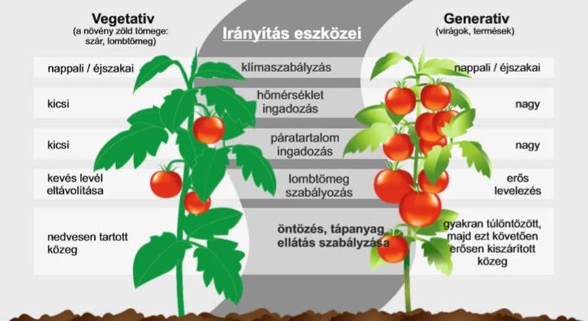 A paradicsom termés-lombozat egyensúlyának fenntartása