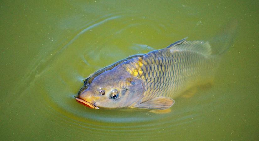 Fotó: gigantikus pontyot fogtak, így akadt horogra a halszörny