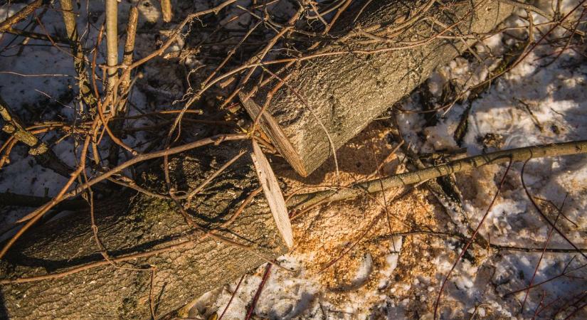 Ezeket a területeket dézsmálták az illegális fakitermelők Hevesben