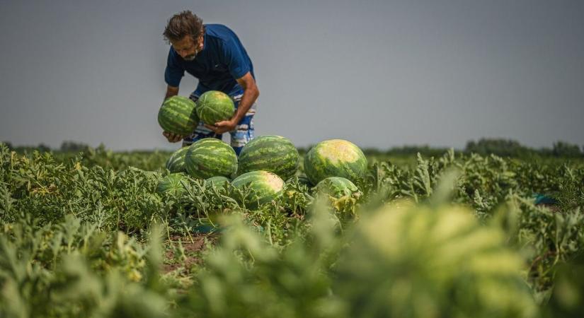Aranyárban a dinnye: a mézédes magyarért már szezon előtt is sokan sorban állnak