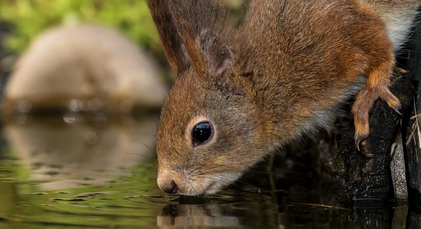 Zöld oázis Gödöllőn – erdei kalandozás az Arbo-Park tisztásain