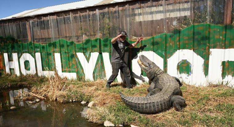 Elhuny Morris, Hollywood leghíresebb aligátora