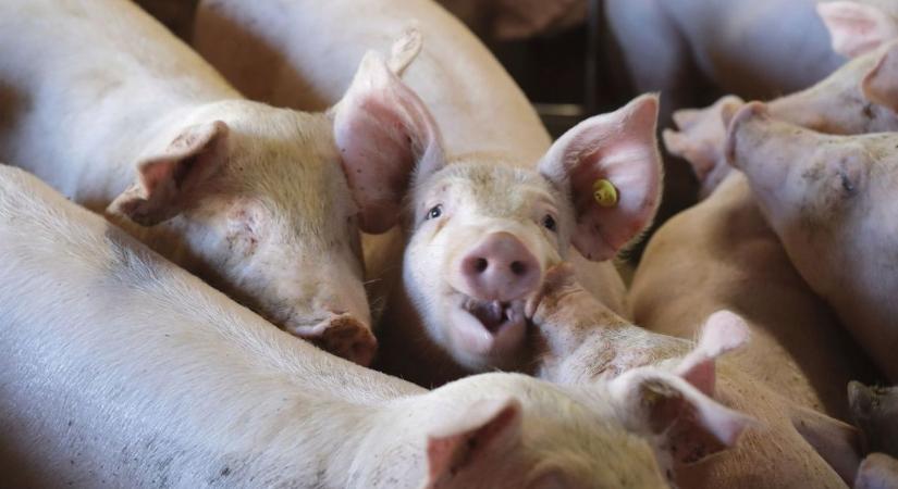 Ragadós száj- és körömfájás: már igényelhető a sertéstartók kompenzációja