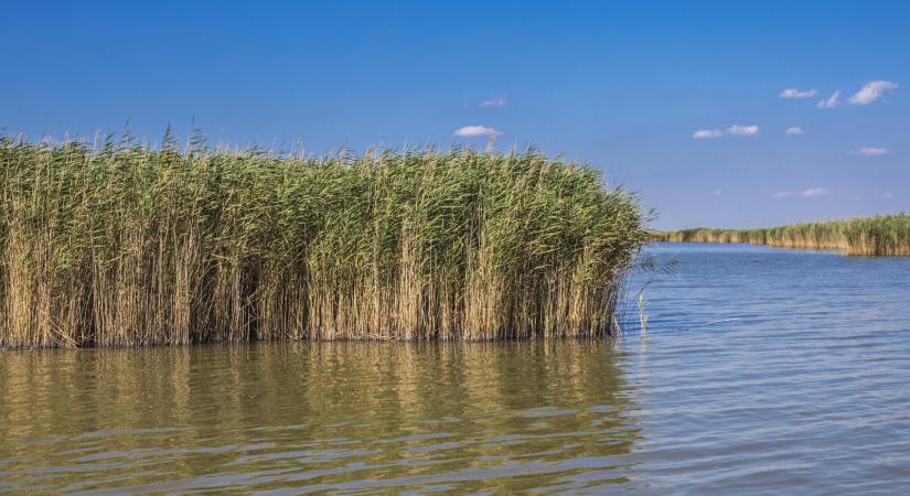Csaknem 2 tonnányi hal pusztult el a Velencei-tóban – mutatjuk, mi lehetett az oka