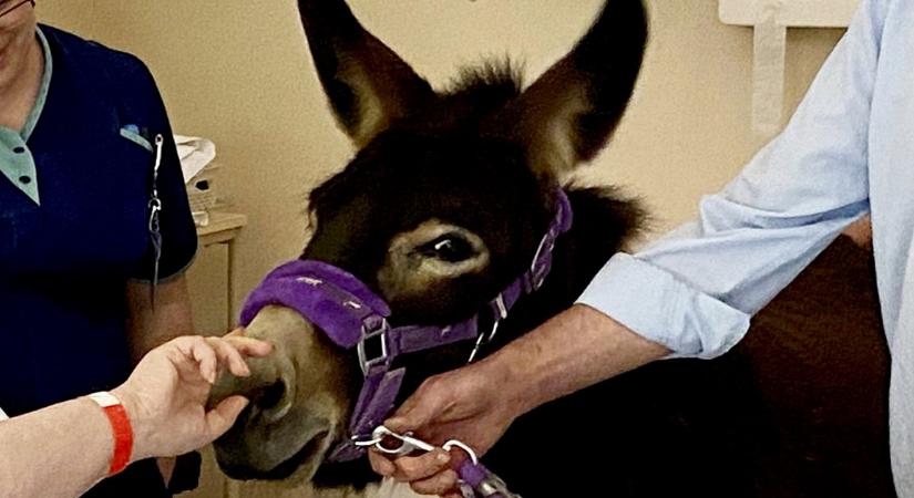 Még felragyogott az arca a haldokló nőnek. A tévés sztár szamár, akit utoljára meg akart simogatni, megérkezett hozzá és...