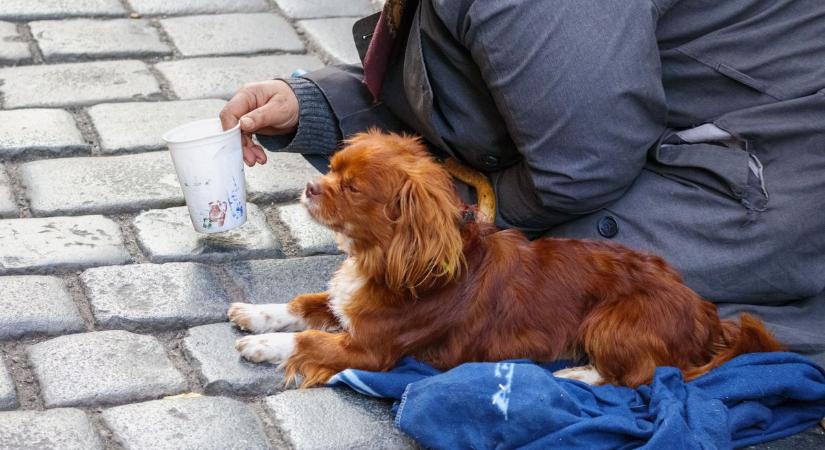 Nem kegyelmeznek a bántalmazóknak: tilos lesz állattal koldulni és nyereményként kiskutyát kisorsolni