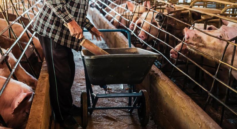 Kompenzációt kérhetnek a száj- és körömfájás miatt a sertéstartók