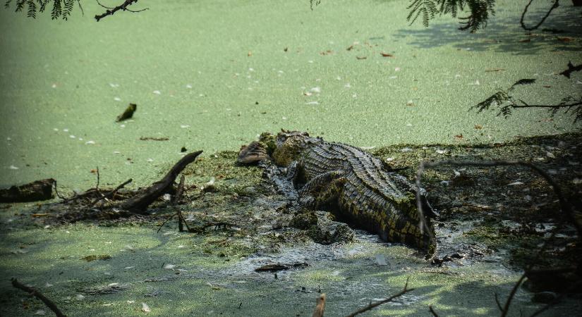 Csatornában úszott, megölte egy krokodil