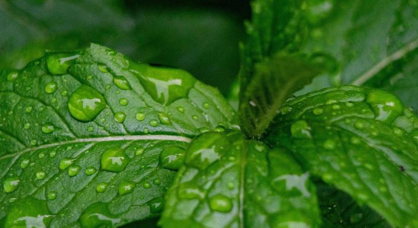 A menta ereje: termesztés, felhasználás, gyógyhatás