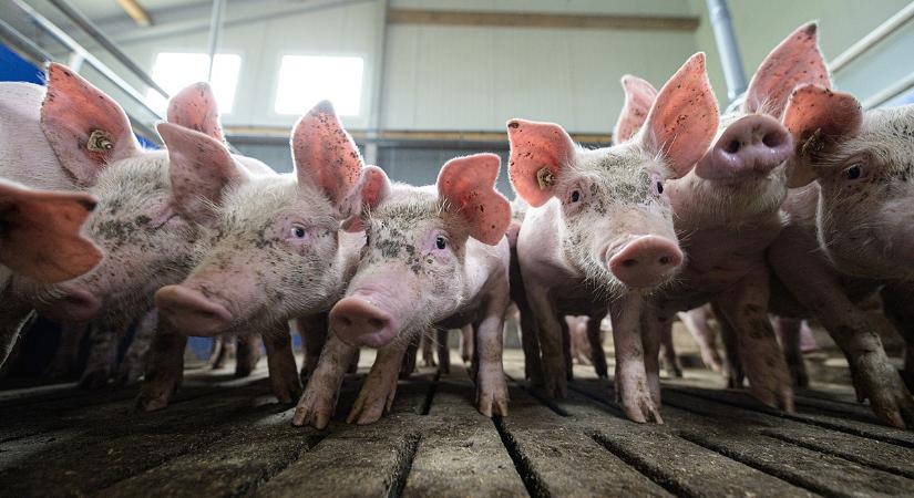 Sertések ezrei várták a sorsukat, nem tudták őket levágni - jöhet a kártalanítás