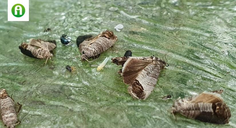 Levéltetvek, cserebogarak, molyok – most minden egyszerre támad