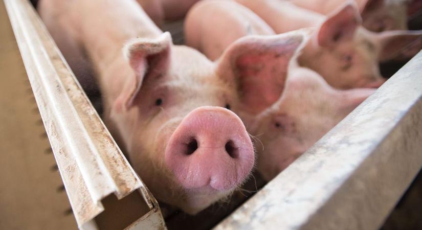 Száj- és körömfájás: a sertéstartó gazdákat kompenzációval segíti a kormány