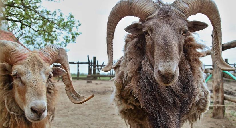 Segélykérés Bertram Beták vágkirályfai Humanita állatfarmjáról