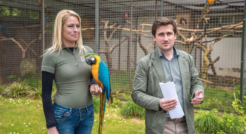 Kéksárga fiókák és jácintkék világritkaság Debrecenben