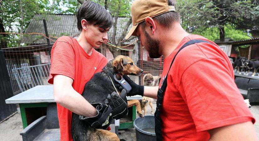 Borzasztó körülmények között tartották a kutyákat, több mint 120 jószágot mentettek ki a horrortelepről