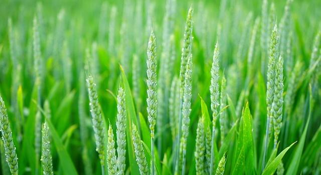 Agrometeorológia: a hűvös idő lassítja a növények fejlődését