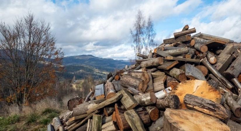 Egy vármegyénkben extrém magas a falopás kockázata