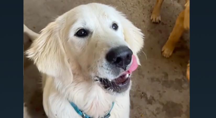 Levideózza a nő a golden retrieverét: azonnal az állatorvoshoz hajt, amikor meglátja a felvételt - Videó