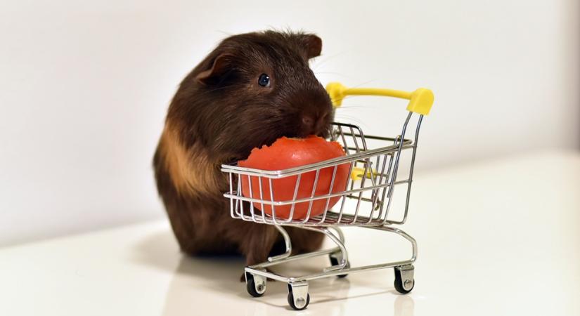 Tengerimalac-betegségek: a leggyakoribb problémák és amit tudni kell róluk