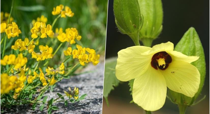 Természetes megoldás a mikroműanyagok ellen – Okra és görögszéna a vízvédelem szolgálatában